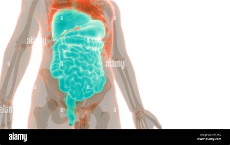 Human Digestive System Anatomy Stock Photo Alamy