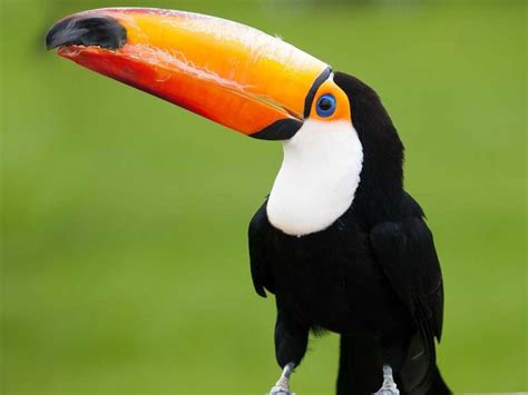 Rare Tropical Rainforest Animals 10 Remarkable Rainforest Animals