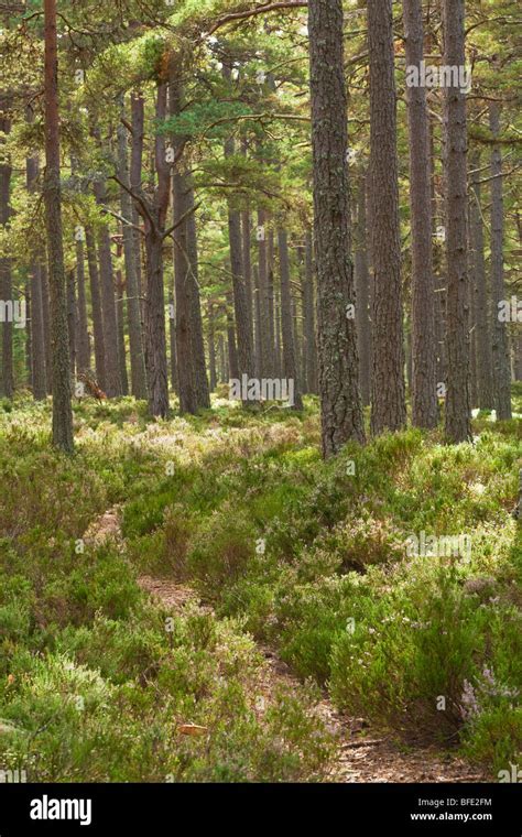 Caledonian Pine Forest At Abernethy Forest National Nature Reserve