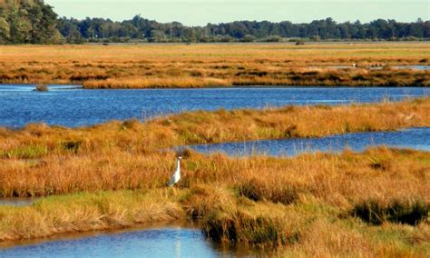 Donate Now Scarborough Marsh Fund By Scarborough Land Trust
