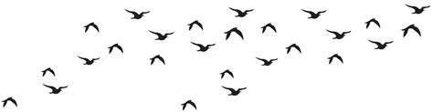 Download Flock Of Birds Clipart For Free Designlooter 2020 👨‍🎨