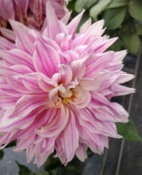 Light Pink Coloured Dahlia Flower With Rose Pink Strips On The Petals