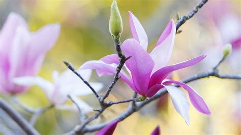 What are you waiting for? Blossom Flower Magnolia Spring HD Magnolia Wallpapers | HD ...