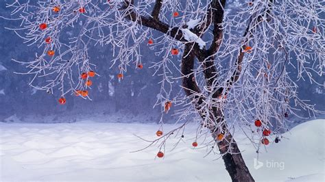 Japanese Persimmon Tree Winter Japan 2016 Bing Desktop