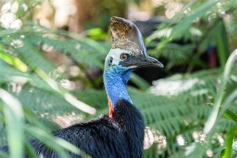 Warum Der Kasuar Als Gef Hrlichster Vogel Der Welt Gilt Petbook