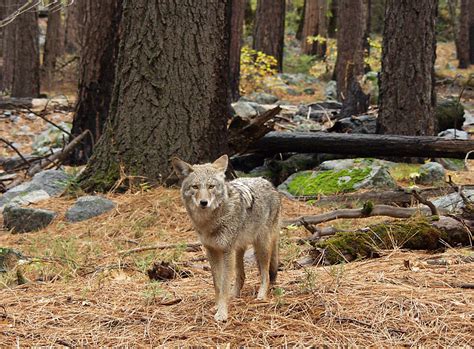 Coyote In Forest Free Photo Download Freeimages