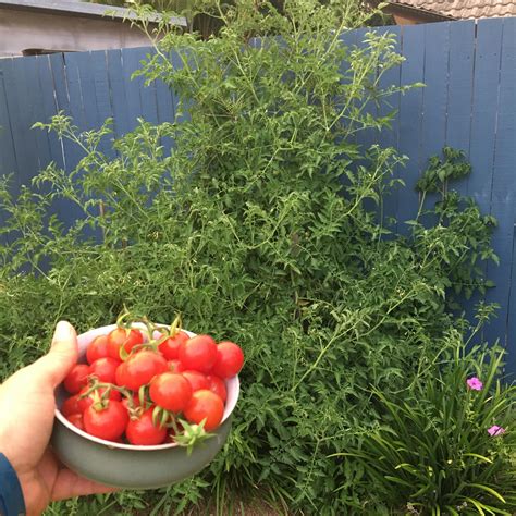 Todays Daily Harvest From A Wild Tomato Plant That Has Grown Up Using