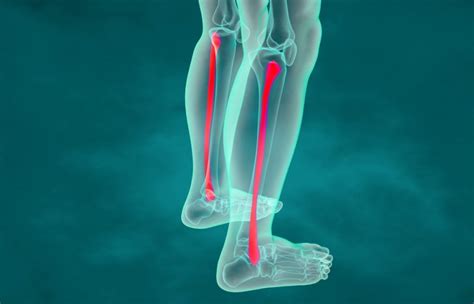 All About The Fibula Facty Health