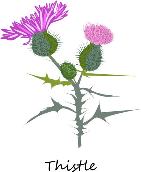Royalty Free Thistle Clip Art Vector Images And Illustrations Istock
