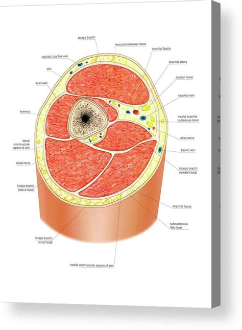 Cross Section Of The Arm Acrylic Print By Asklepios Medical Atlas