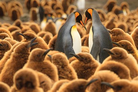south georgia island tour and falkland islands trip 2019 and 2020 national geographic expeditions