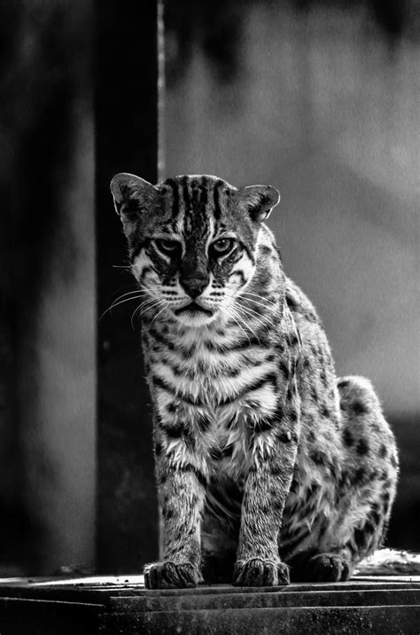 A Fishing Cat In A Zoological Garden Smithsonian Photo Contest