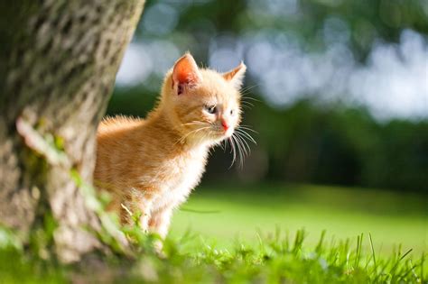 Also zum beispiel in einem raum in den deine katzen auf keinen fall hinkommen können. Katzenratgeber: Hauskatze oder Freigänger? | markt.de