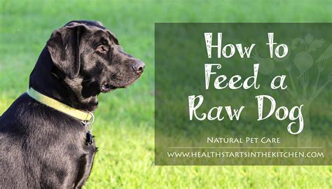 Including mixes, minces, bones, broth, treats and supplements. How to Feed your Dog a Raw Diet | Dog raw diet, Raw ...