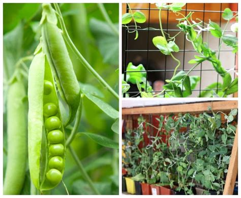How To Grow Peas Indoors Empress Of Dirt