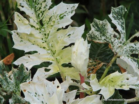 Piante perenni dalle numerose cultivar ornamentali a fiori doppi e di. L'orto dei colori: Foglie e fiori bianchi