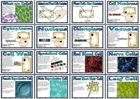 Ks3 Biology Cells 17 Posters Including Title What Are Cells