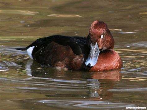Identify Types Of Diving Ducks Wildfowl Photography Photos Of
