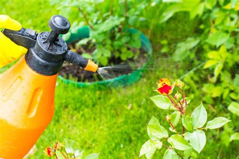 The Best Organic Garden Pest Control Mymove