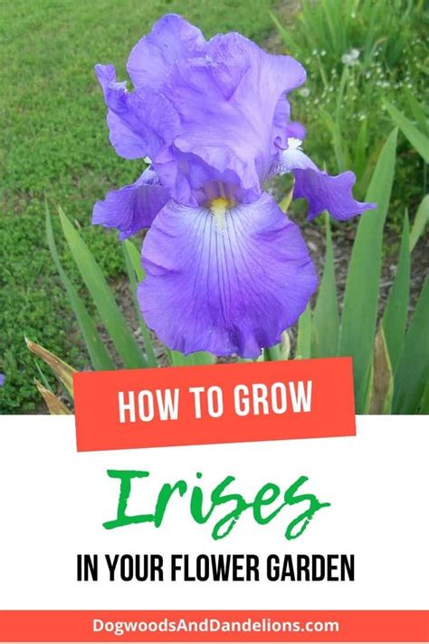 Irises Are Such A Great Perennial Flower To Grow In Your Garden Irises
