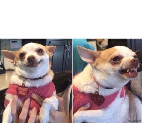 Happy Dog Then Angry Dog Blank Template Imgflip