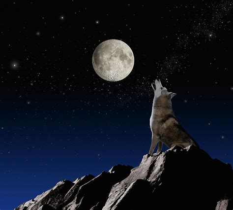 Wolf Howling At Moon Photograph By John Lund