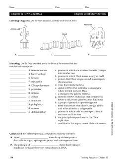 Print option chapter 8 from dna to protein. 29 Chapter 12 Section 1 Dna The Genetic Material Worksheet Answers - Notutahituq Worksheet ...