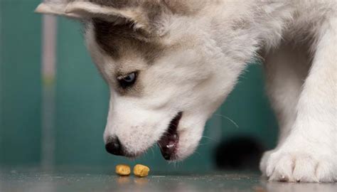 We'll analyze what are the feeding you might find that the best option for your husky puppy is to feed him a combination of wet and dry food. 5 Best Dog Foods for Huskies: What to Feed Huskies for ...