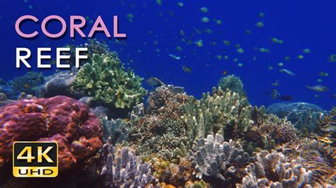 4k Coral Reef Tropical Fish Underwater Ocean Sounds