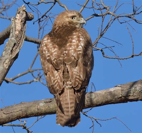 Juvenile Red Tailed Hawk Pictures Red Tailed Hawk Identification All