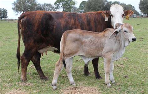 Through centuries of exposure to inadequate food supplies, insect pests, parasites, diseases and the weather extremes of tropical india, the native cattle developed some remarkable. Brahman Purebred Cattle for F1 Hybrid Production
