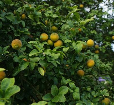 Poncirus trifoliata | Citrus trifoliata | Hardy Orange | Trifoliate ...