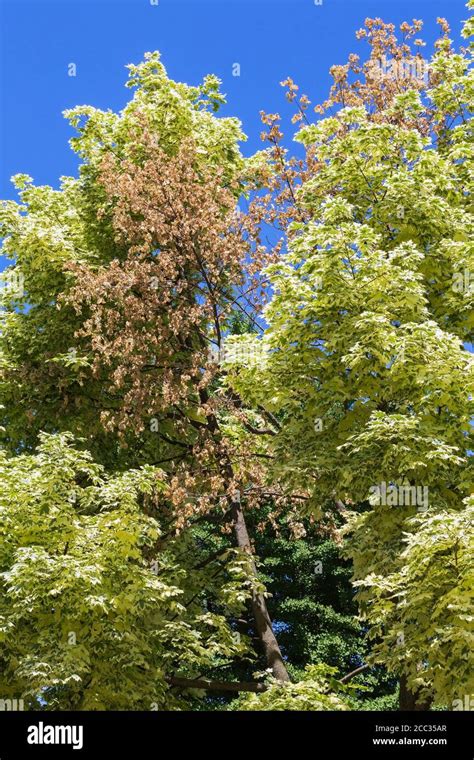 Acer Platanoides Drummondii Harlequin Maple Tree With Dried And