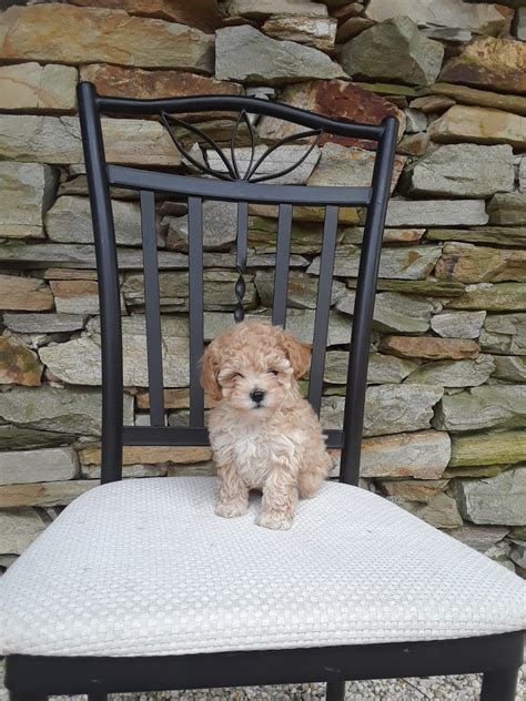 Our babies have been born into our hands and raised in our home in ri for decades we are just a gorgeous sunday drive from ny, nj, ma, me, ct, pa, nh, md and vt. Havanese Puppies For Sale | Lancaster, PA #290794