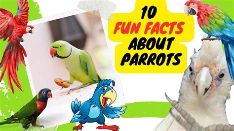 10 Fun Facts About Parrots Youtube