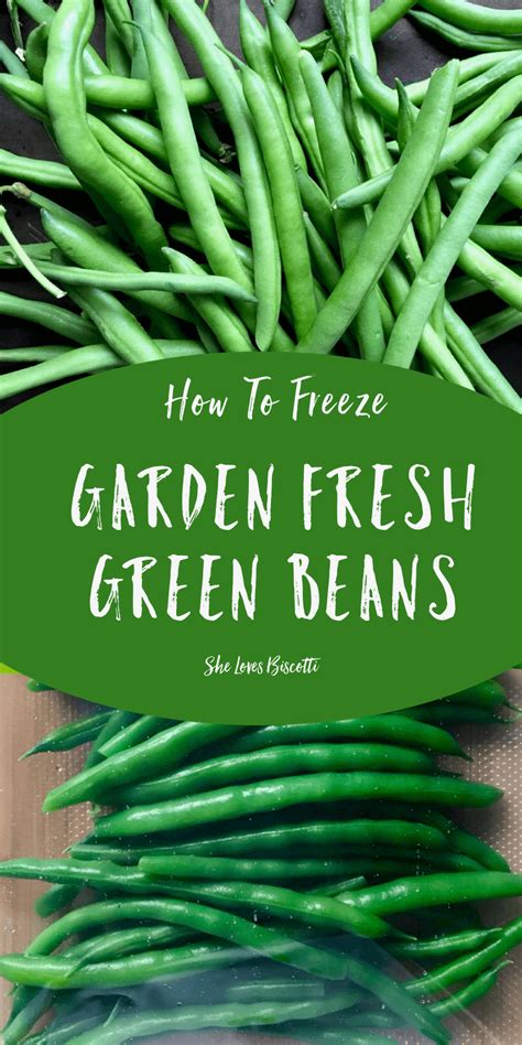 Can you freeze raw green beans? How to Freeze Garden Fresh Green Beans - She loves biscotti