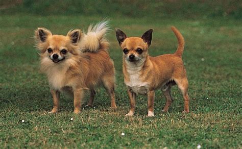 Small Dog Breeds 15 Cutest Toy Breed Dogs That Stay Small