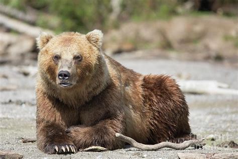 Male Kamchatka Brown Bear Photograph By Peter J Raymondscience Photo