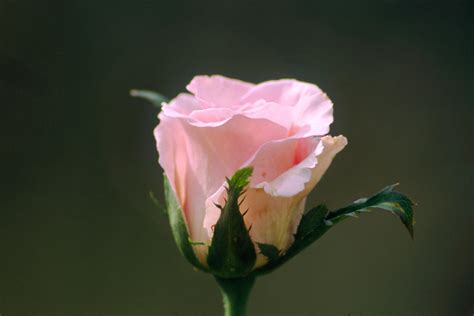 Light Pink Rose Bud By Ejordanphoto On Deviantart