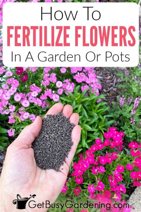 How To Fertilize Your Flower Garden Beds Get Busy Gardening