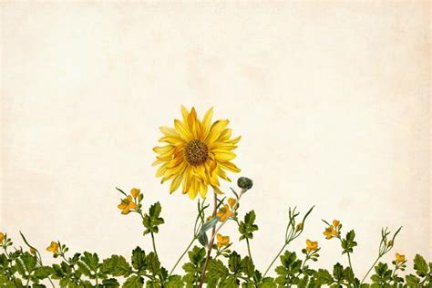 Sunflowers Wallpaper Vintage