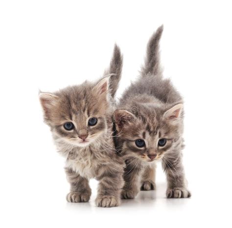 73714 Kittens Stock Photos Free And Royalty Free Stock Photos From