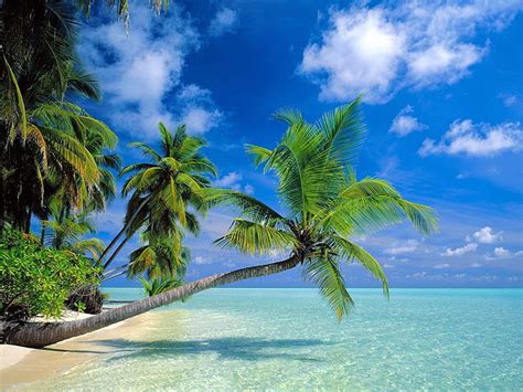 Hd Wallpaper Coconut Trees Beach Palm Tree Near Seaside Wallpaper Flare