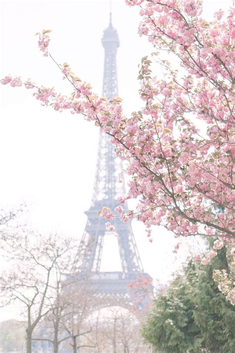 Cherry Blossoms In Paris Photos Of The Springtime Sakura Bloom In