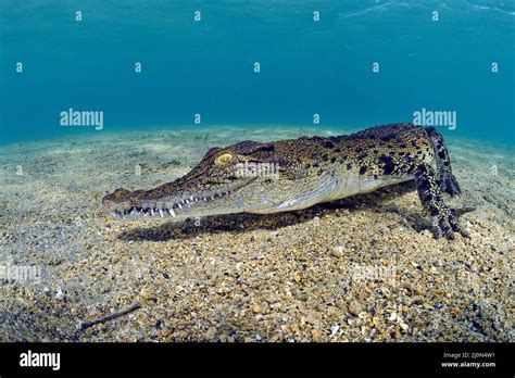 Salzwasserkrokodil Crocodylus Porosus Kimbe Bay West New Britain