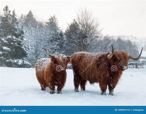 Highland Cattle Standing In Lying And Falling Snow Stock Image Image