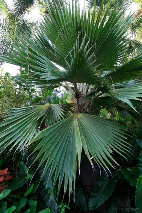 Brighamia insignis, commonly known as ʻōlulu or alula in hawaiian, or colloquially as the vulcan palm or cabbage on a stick, is a endangered species of hawaiian lobelioid in the bellflower family, campanulaceae. Hawaiian Fan Palm - Pritchardia hillebrandii - Plant ...