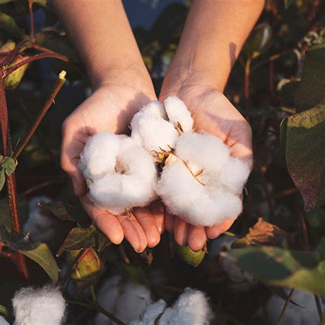 Non Gmo And Organic Cotton Testing In Cotton And Textileseurofins
