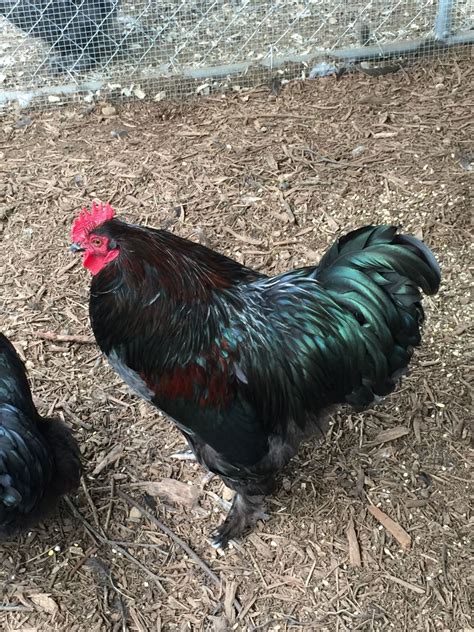 lavender x buff orpington cross backyard chickens learn how to raise chickens