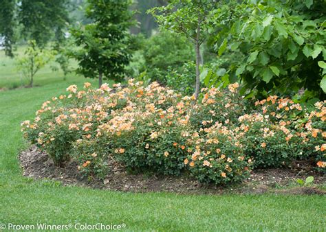 Shop by type, color, zone & more. Images for Oso Easy® Paprika - Rose - Rosa sp. | Proven ...